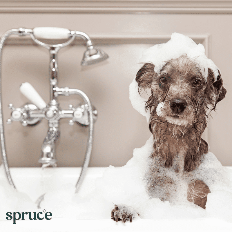 Apartments in Northwest Houston North A dog is sitting in a tub with soap on its head, playfully splashing in the water.